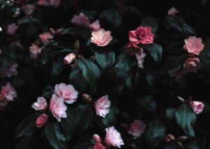 Flowers & Plants - Vibrant pink flowers blooming amidst lush dark l #1083822