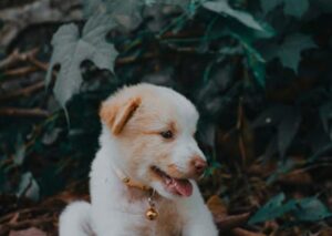 Cute Pets - Cute puppy with a collar sitting on fallen leave #11596515