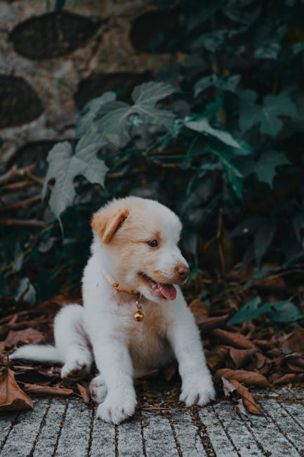 Cute Pets - Cute puppy with a collar sitting on fallen leave #11596515