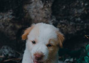 Cute Pets - Cute white and brown puppy playing outside, look #11596529