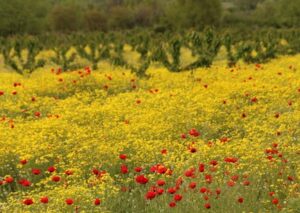 Flowers & Plants - A picturesque wildflower field with yellow and r #12036047