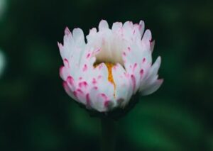 Flowers & Plants - A delicate white and pink daisy captured in shar #12582039
