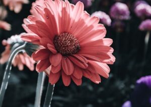 Flowers & Plants - A stunning close-up of a pink gerbera daisy bloo #13316248