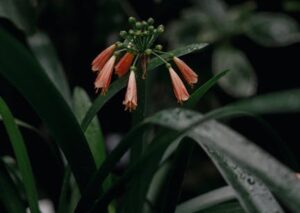 Flowers & Plants - A macro shot of fresh orange flower buds with de #13684830