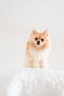 Cute Pets - Cute Pomeranian dog sitting on a white bed, show #15096711