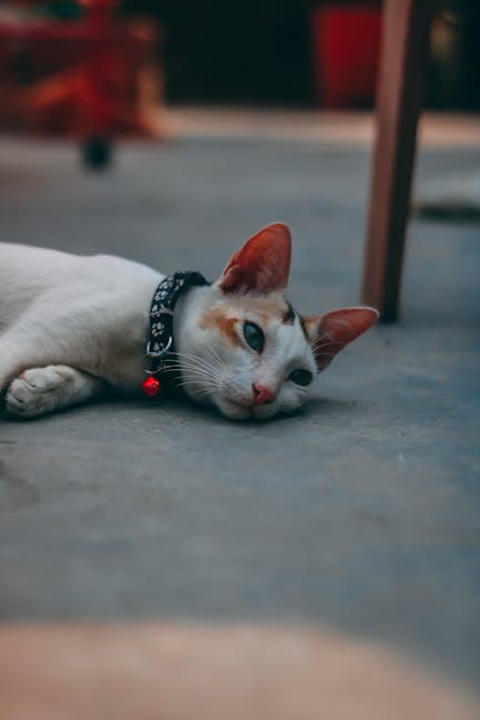 Cute Pets - Close-up of a cute domestic cat with a collar ly #15559920