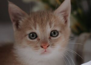 Cute Pets - Close-up portrait of a cute orange kitten with a #15926008