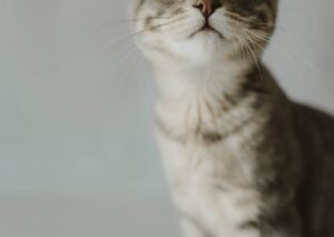 Cute Pets - A cute tabby cat sitting indoors, looking upward #16260950