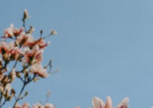 Flowers & Plants - Delicate magnolia blossoms in full bloom against #16392551