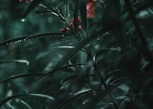 Flowers & Plants - A detailed close-up of dark green foliage with r #17633630