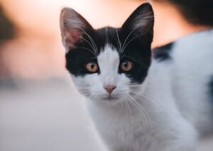 Cute Pets - Charming black and white cat captured in a warm #18114143