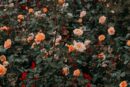 Flowers & Plants - Explore a vibrant rose garden filled with bloomi #1831489