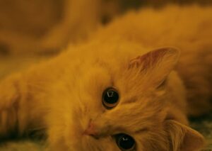 Cute Pets - Close-up of a cute fluffy cat lying down indoors #19661173