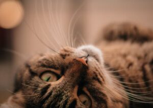 Cute Pets - Intimate view of a tabby cat lying back with foc #20290808