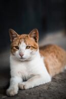 Cute Pets - Beautiful stray cat lounging peacefully in Collo #20705398