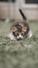 Cute Pets - Close-up of a cute kitten stalking in the grass #25682464