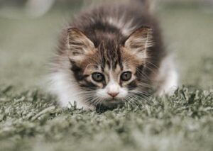 Cute Pets - Close-up of a cute kitten stalking in the grass #25682464