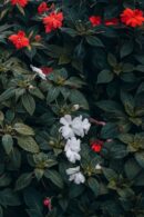 Flowers & Plants - Discover vibrant red and white flowers nestled a #25946631