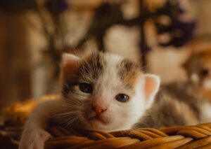 Cute Pets - Close-up of a cute kitten lying relaxed in a wic #27378772