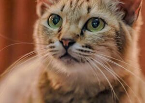 Cute Pets - A charming close-up of a playful tabby cat with #27914550