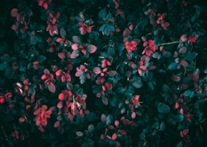 Flowers & Plants - Close-up of vibrant red leaves on a bush with da #28180390