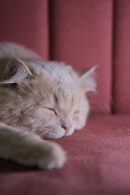 Cute Pets - Close-up of a fluffy Persian cat sleeping on a p #28886347