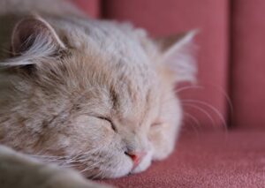 Cute Pets - Close-up of a fluffy Persian cat sleeping on a p #28886347