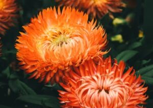 Flowers & Plants - Close-up of striking orange blossoms in full blo #30781070