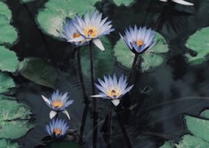 Flowers & Plants - Tranquil scene of vibrant purple water lilies bl #32250878