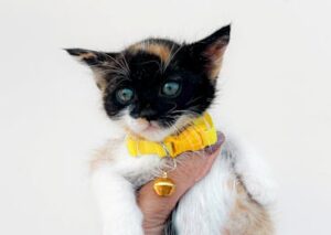 Cute Pets - Adorable calico kitten with a yellow collar held #32681644