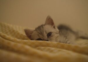 Cute Pets - A cute kitten cozying up on a warm, yellow blank #33244201