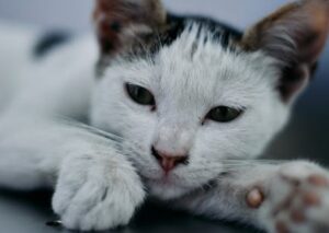 Cute Pets - Adorable white and black kitten resting on a coo #33333708