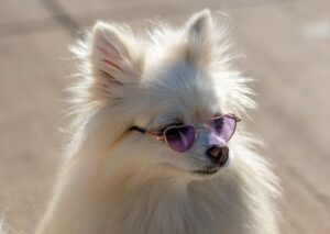 Cute Pets - Adorable fluffy Pomeranian dog wearing trendy he #34531297