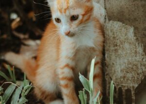 Cute Pets - Adorable young orange kitten sits curiously in a #34897567