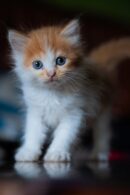 Cute Pets - Charming portrait of a fluffy orange and white k #35305641