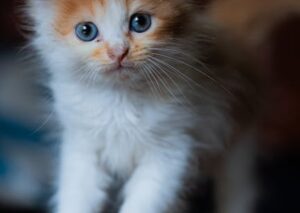 Cute Pets - Charming portrait of a fluffy orange and white k #35305641