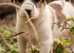Cute Pets - Cute brown and white puppy exploring the outdoor #35445398