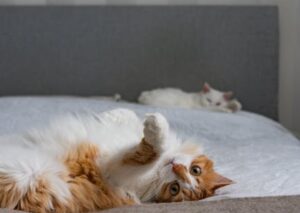 Cute Pets - A fluffy ginger cat lounging casually on a bed, #35620581