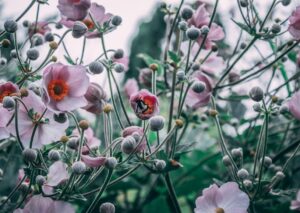 Flowers & Plants - Close-up of pink Japanese Anemones with a bee in #35657562