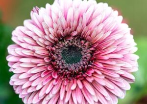 Flowers & Plants - Vibrant pink gerbera daisy in full bloom, showca #36321171