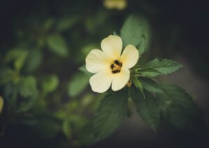 Flowers & Plants - A close-up view of a yellow hibiscus flower with #36622469