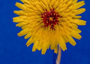 Flowers & Plants - Vivid yellow dandelion on a deep blue backdrop, #36988159