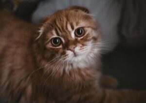 Cute Pets - Charming portrait of a Scottish Fold kitten with #3977415