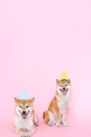 Cute Pets - Two happy Shiba Inu dogs wearing party hats on a #4588007