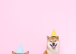 Cute Pets - Two happy Shiba Inu dogs wearing party hats on a #4588007