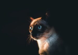 Cute Pets - Intriguing close-up of a Siamese cat with striki #4697153