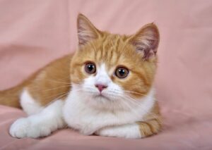 Cute Pets - Close-up portrait of an adorable orange tabby ki #4697568