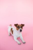 Cute Pets - A Jack Russell Terrier lying down playfully on a #5264110