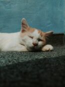 Cute Pets - Ground level of adorable calm homeless cat lying #5837843