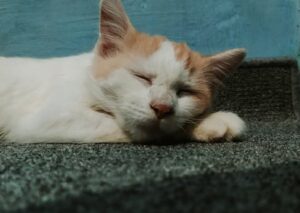 Cute Pets - Ground level of adorable calm homeless cat lying #5837843
